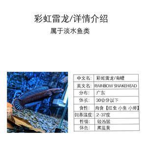 彩虹雷龍和七彩雷龍：如何區分彩虹雷龍和七彩雷龍