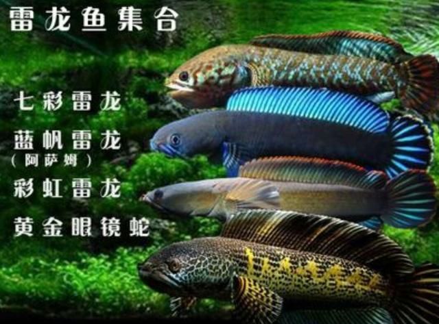 彩虹雷龍和七彩雷龍：如何區分彩虹雷龍和七彩雷龍