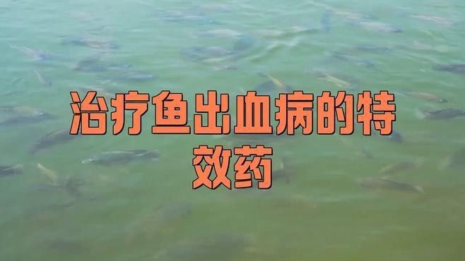 如何治療龍魚充血？