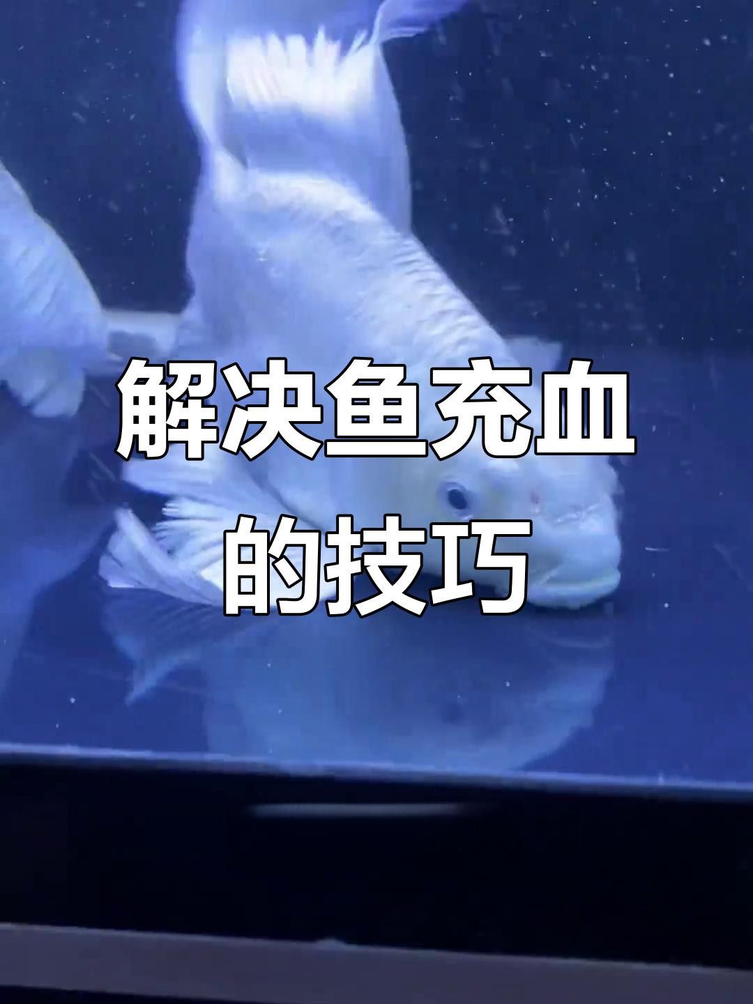如何治療龍魚充血？