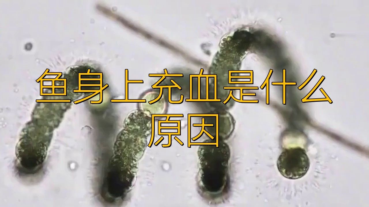 如何治療龍魚充血？