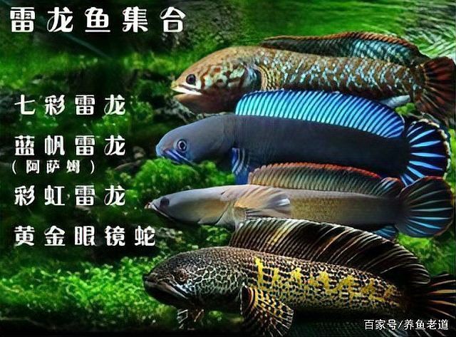 金龍魚和黑魚誰厲害些