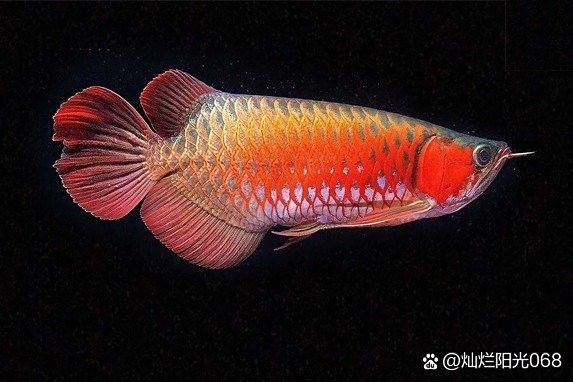 銀龍魚吃鸚鵡飼料嗎會死嗎