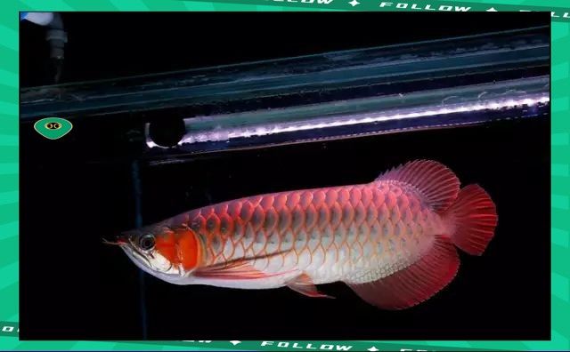 龍魚快養(yǎng)有哪些風(fēng)險(xiǎn)？