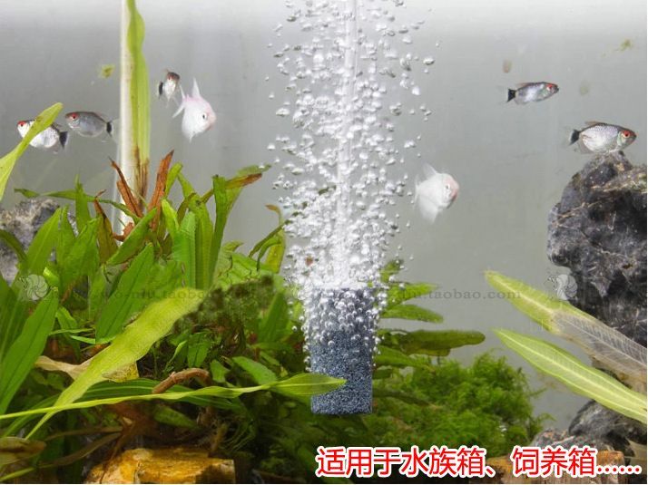 紅龍魚(yú)原神:原神魚(yú)缸能養(yǎng)什么