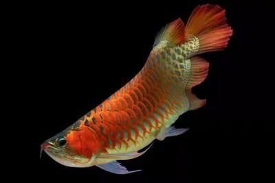 龍魚(yú)對(duì)光線要求：關(guān)于龍魚(yú)對(duì)光線的要求