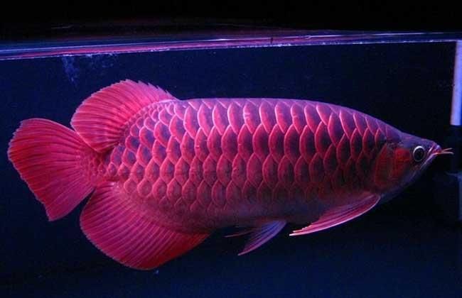 紅龍魚魚鰭根部發紅（紅龍魚魚鰭根部發紅怎么辦）