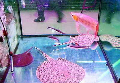 山東紅龍魚（山東紅龍魚市場價格波動原因）