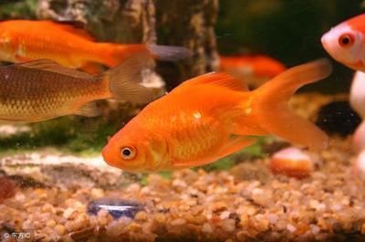 在家養龍魚好嗎怎么養（龍魚喂養最好的方法是什么龍魚喂養的方法是什么）