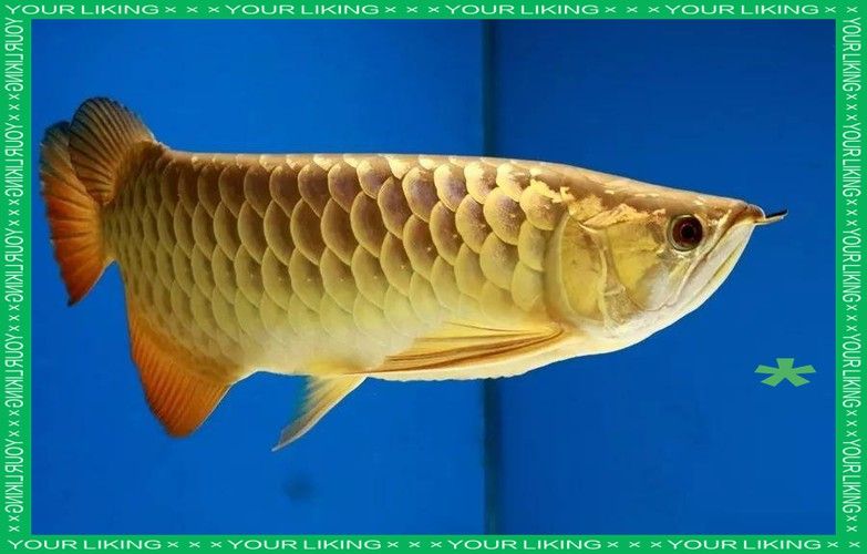 什么叫做過背金龍魚呢圖片