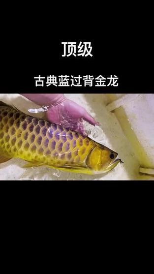 什么叫做過背金龍魚呢圖片