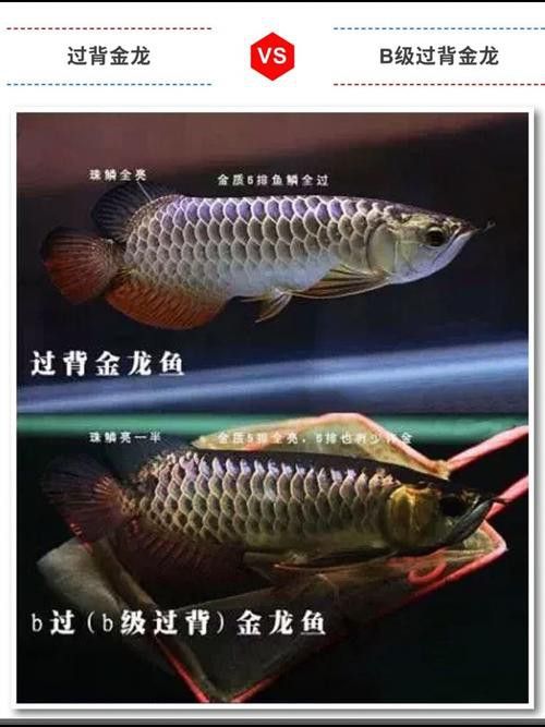 什么叫做過背金龍魚呢圖片