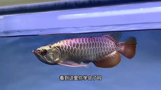 什么叫做過背金龍魚呢圖片