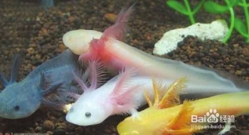六角恐龍魚怎么配對(duì)繁殖：六角恐龍魚的繁殖方法
