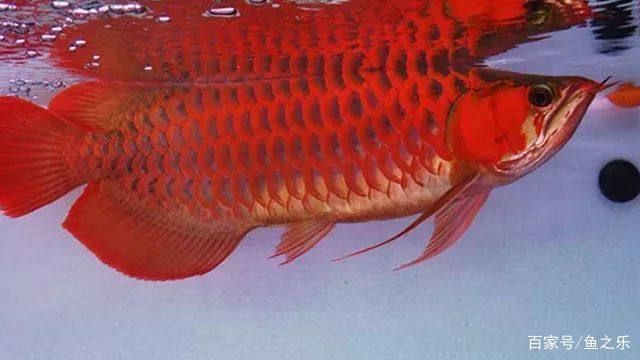 紅龍魚怎么看品相圖解（如何挑選紅龍魚？）