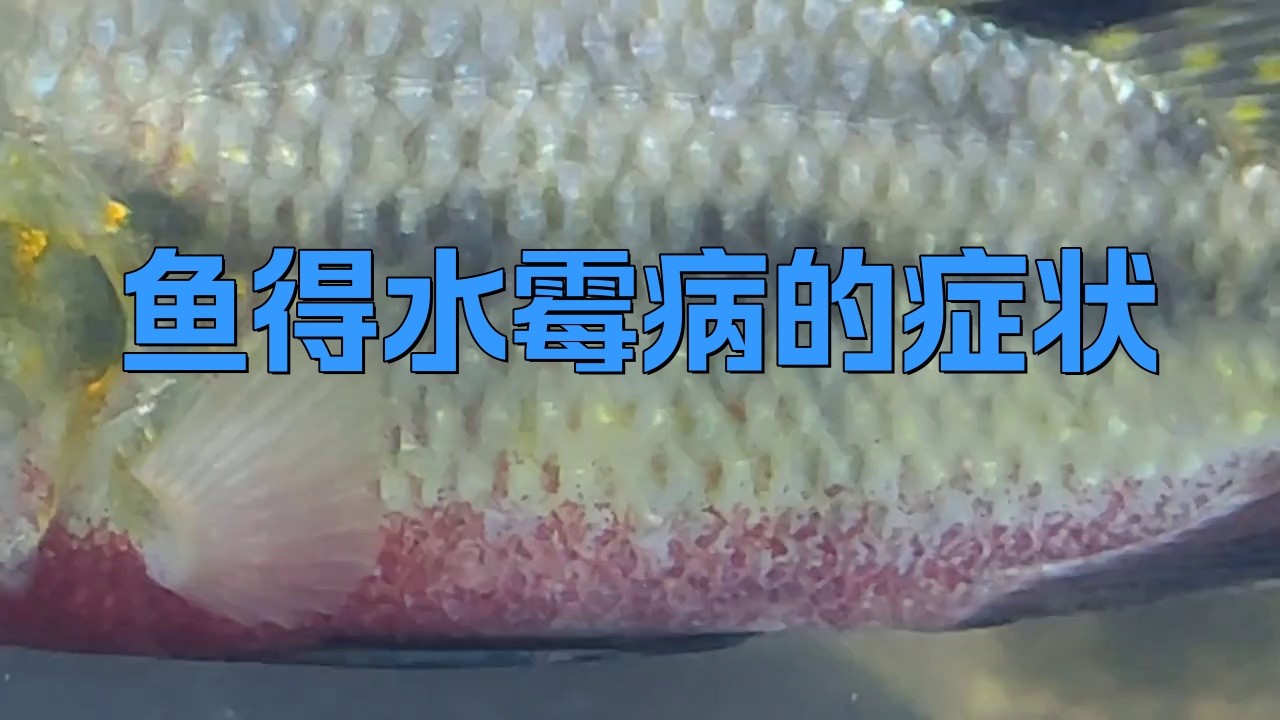 如何判斷銀龍魚是否感染水霉?。?></span><br><span id=