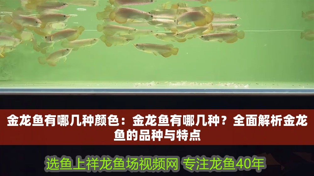 金龍魚有哪幾種顏色：金龍魚有哪幾種？全面解析金龍魚的品種與特點