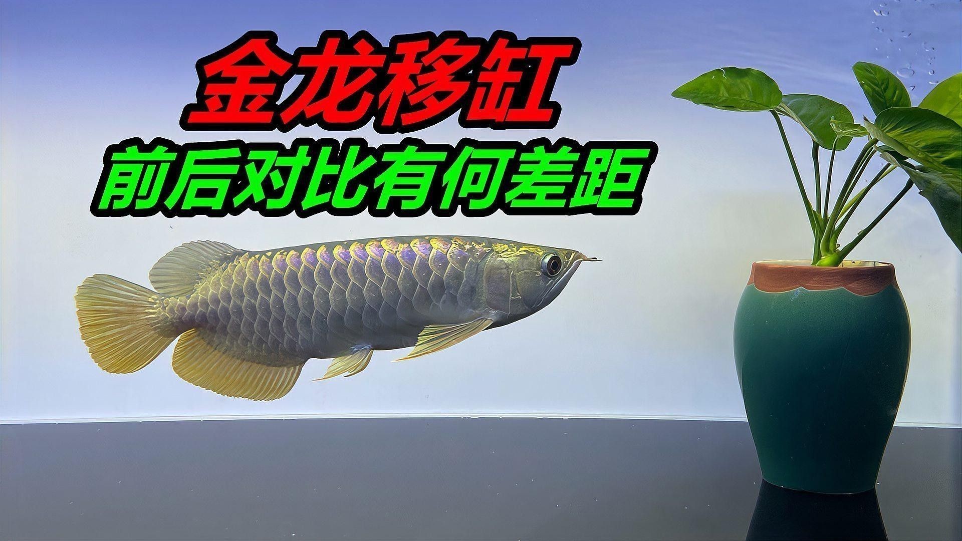 過背金龍魚發色過程圖解視頻大全圖片欣賞