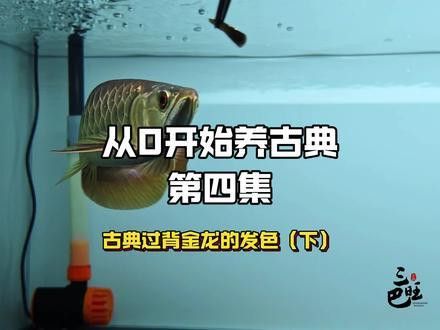 過背金龍魚發色過程圖解視頻大全圖片欣賞
