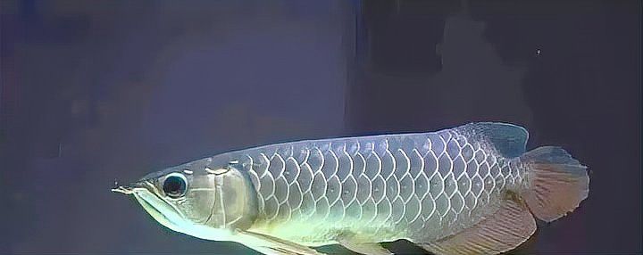 過背金龍魚發色過程圖解視頻大全圖片欣賞