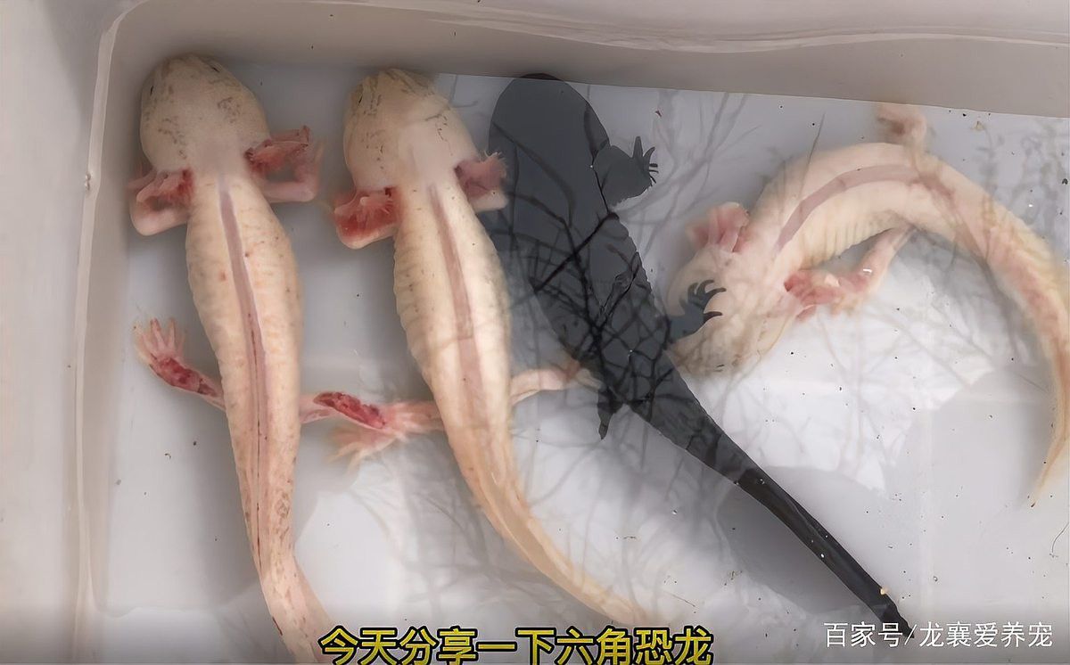 紅眼白化恐龍魚