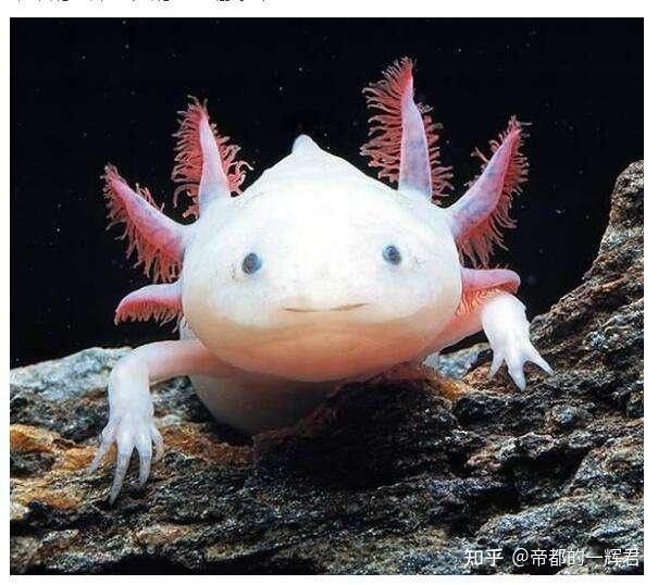 紅眼白化恐龍魚