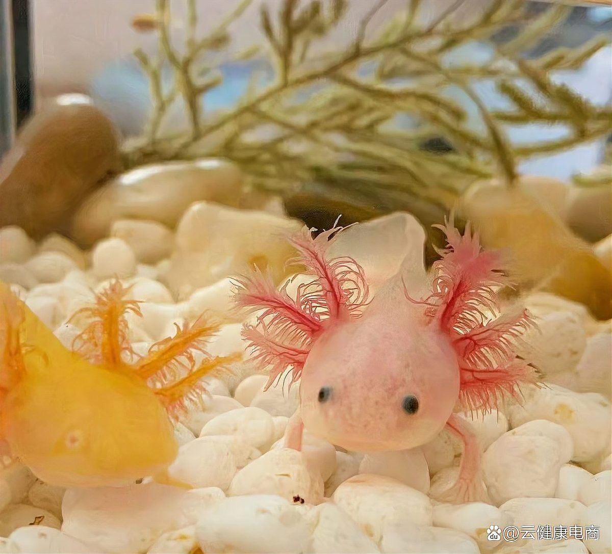 紅眼白化恐龍魚