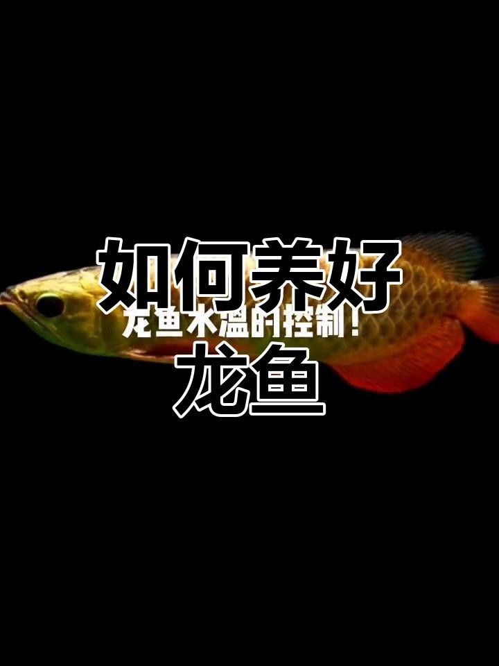 龍魚對溫度波動敏感嗎？
