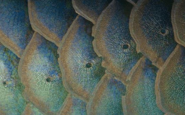 龍魚鱗片鼓包是由多種原因引起的，具體原因和處理方法分析：龍魚鱗片鼓包怎么辦