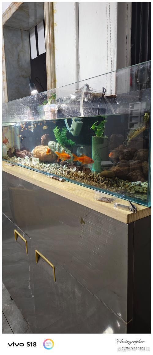 成都龍魚閣水族箱