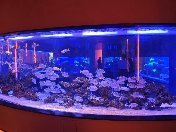 成都龍魚閣水族箱
