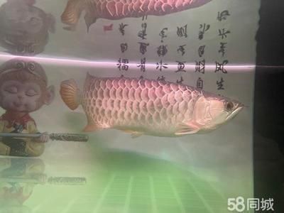 和龍魚一起養(yǎng)的深水龜有哪些（幾種可以與龍魚混養(yǎng)的深水龜品種）