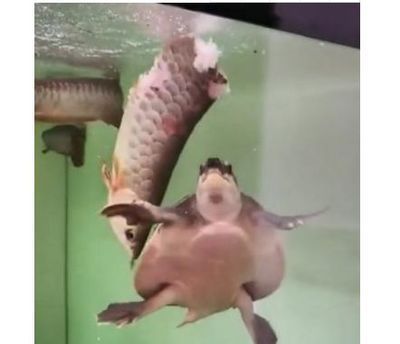 和龍魚一起養(yǎng)的深水龜有哪些（幾種可以與龍魚混養(yǎng)的深水龜品種）