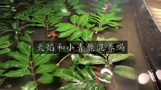 火焰龜和龍魚混養