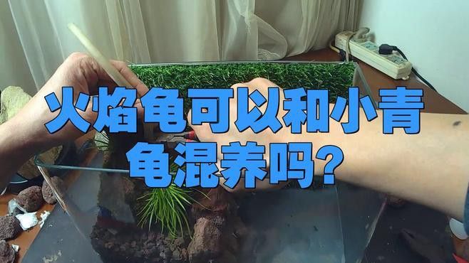 火焰龜和龍魚混養