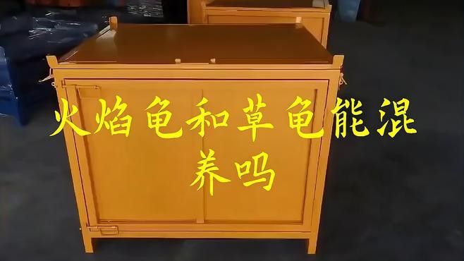 火焰龜和龍魚混養