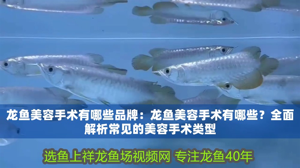 龍魚美容手術有哪些品牌：龍魚美容手術有哪些？全面解析常見的美容手術類型