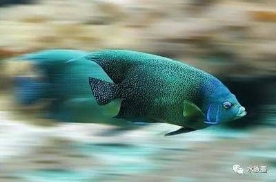 龍魚美容手術有哪些品牌：龍魚美容手術有哪些？全面解析常見的美容手術類型