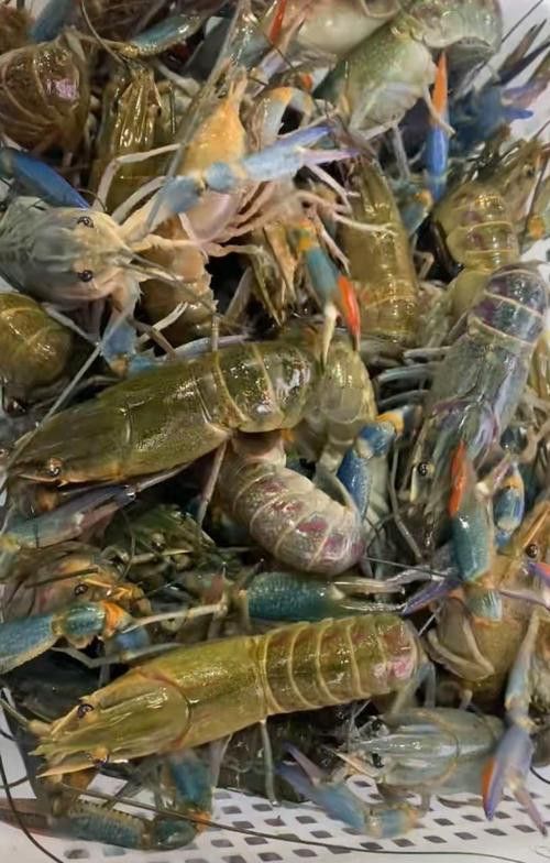 藍龍魚吃什么魚食比較好