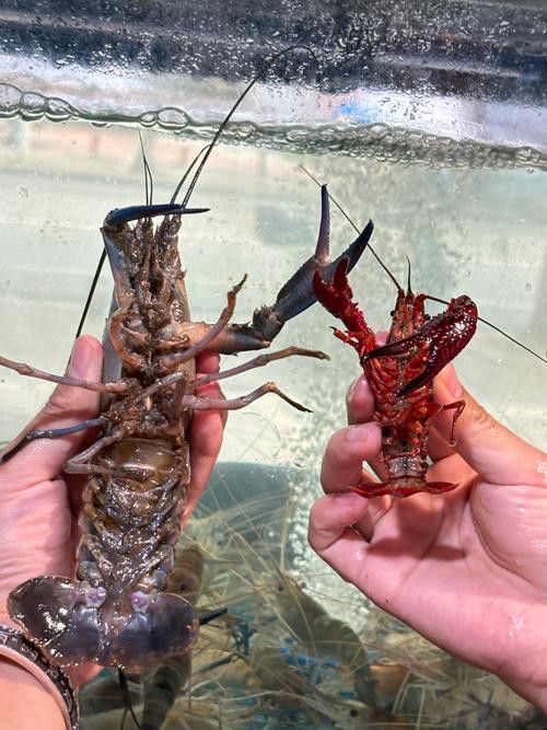 藍龍魚吃什么魚食比較好