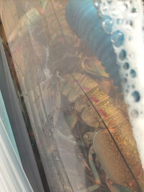 藍龍魚吃什么魚食比較好