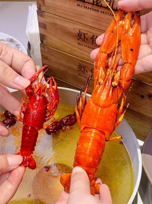 藍龍魚吃什么魚食比較好