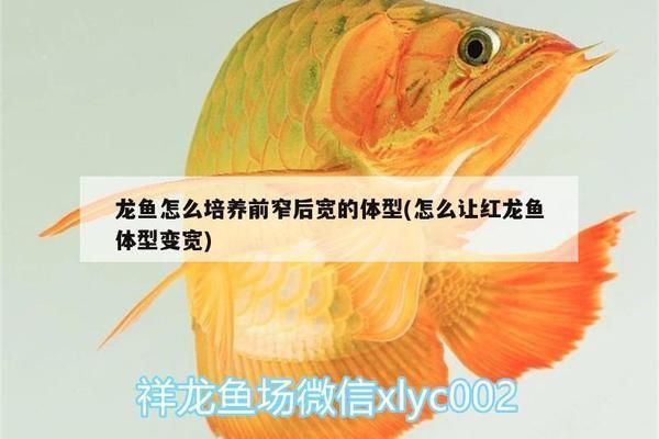 龍魚出水口沖浪：龍魚沖浪的最佳水流強度