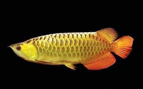 龍魚出水口沖浪：龍魚沖浪的最佳水流強度