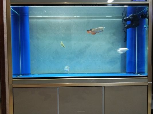 龍魚出水口沖浪：龍魚沖浪的最佳水流強度