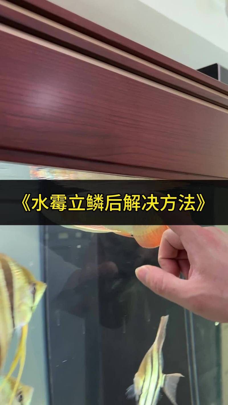 龍魚鱗片感染需要隔離嗎？