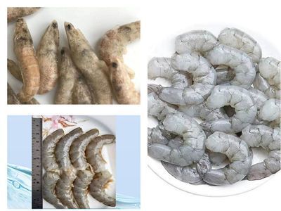 龍魚可以喂基圍蝦嗎：龍魚可以喂食基圍蝦嗎龍魚可以喂食基圍蝦嗎