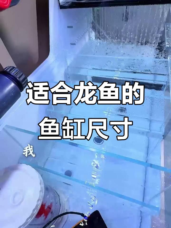 如何挑選適合過背金頭龍魚的魚缸