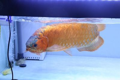 金龍魚診斷：金龍魚健康的診斷