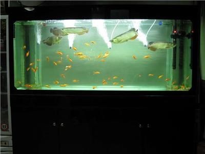 金龍魚保留細框【金龍魚保留細框的含義分析關鍵詞金龍魚保留細框的含義】